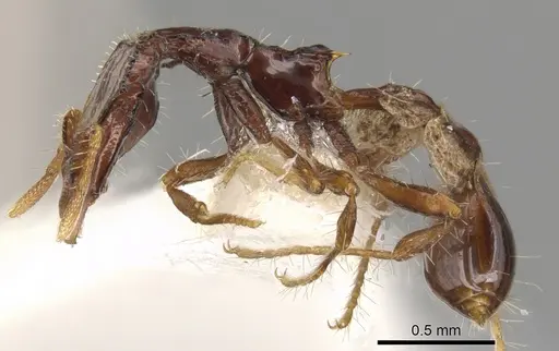 Strumigenys moloch specimen