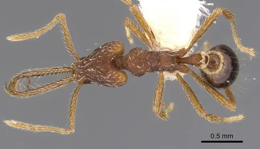 Strumigenys monstra specimen