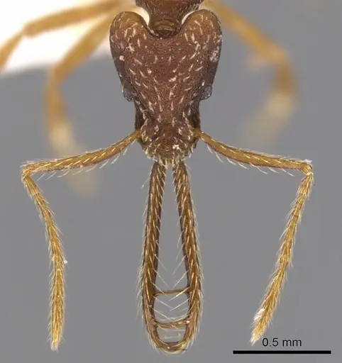 Strumigenys monstra specimen