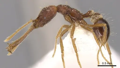 Strumigenys monstra specimen