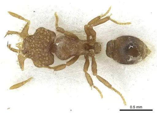 Strumigenys mormo specimen