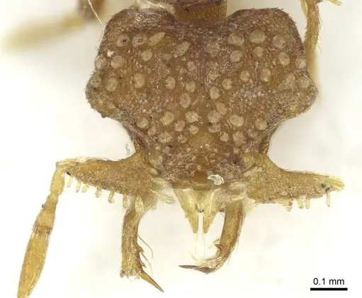 Strumigenys mormo specimen