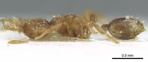 Strumigenys mormo specimen