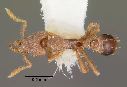 Strumigenys morphica specimen
