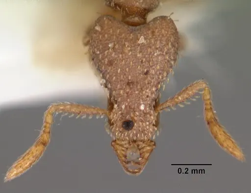 Strumigenys morphica specimen