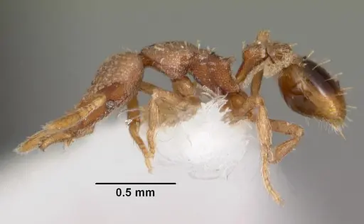 Strumigenys morphica specimen