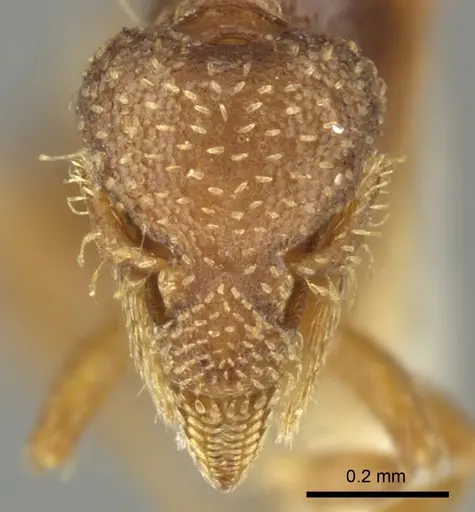 Strumigenys mumfordi specimen