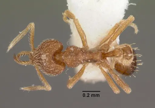 Strumigenys murshila specimen