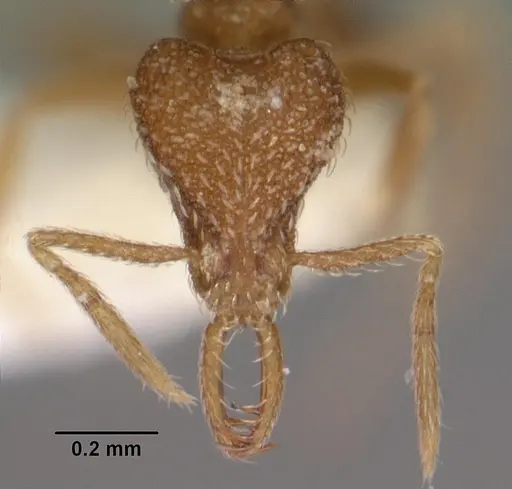 Strumigenys murshila specimen