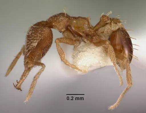 Strumigenys murshila specimen