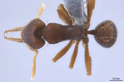 Strumigenys myllorhapha specimen