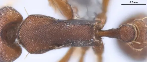 Strumigenys myllorhapha specimen