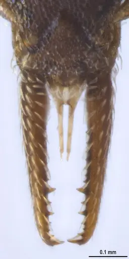 Strumigenys myllorhapha - ANTWEB1053262