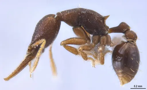 Strumigenys myllorhapha - ANTWEB1053262