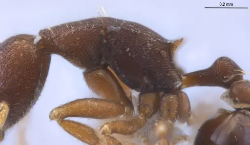 Strumigenys myllorhapha - ANTWEB1053262