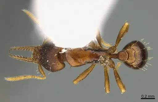 Strumigenys myllorhapha - CASENT0217924