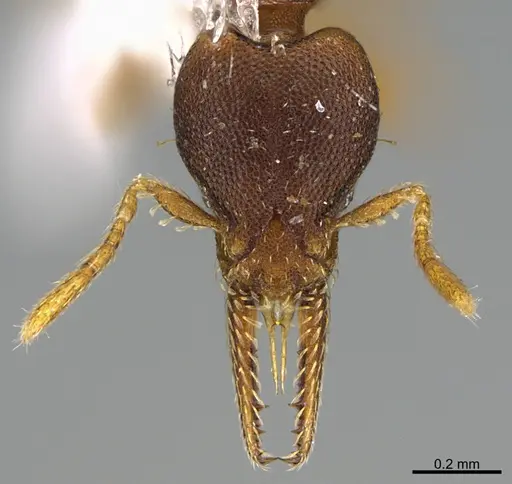 Strumigenys myllorhapha - CASENT0217924