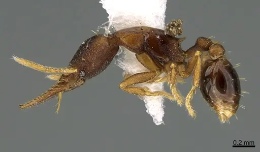 Strumigenys myllorhapha - CASENT0217924