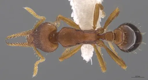 Strumigenys myllorhapha - CASENT0610824