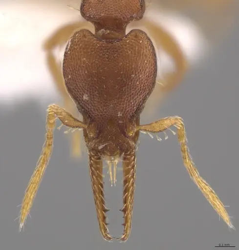 Strumigenys myllorhapha - CASENT0610824