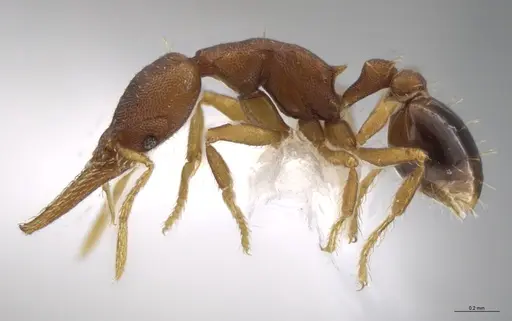 Strumigenys myllorhapha - CASENT0610824