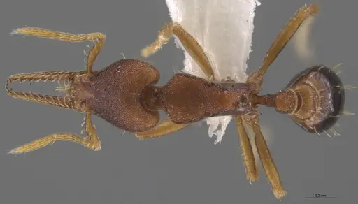 Strumigenys myllorhapha - CASENT0623872