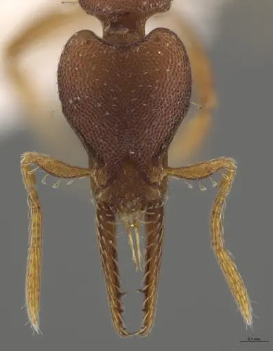 Strumigenys myllorhapha - CASENT0623872