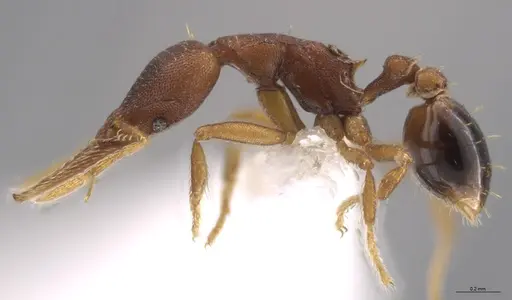 Strumigenys myllorhapha - CASENT0623872