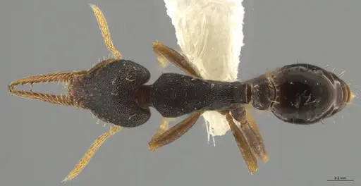 Strumigenys myllorhapha - CASENT0637213