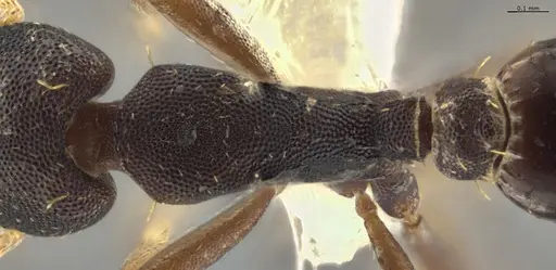 Strumigenys myllorhapha - CASENT0637213