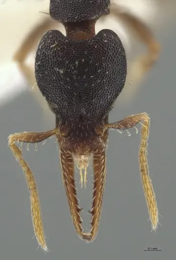 Strumigenys myllorhapha - CASENT0637213