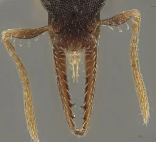 Strumigenys myllorhapha - CASENT0637213