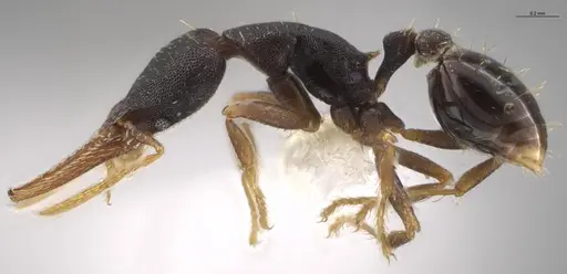 Strumigenys myllorhapha - CASENT0637213