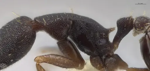 Strumigenys myllorhapha - CASENT0637213