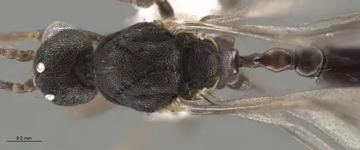 Strumigenys myllorhapha - CASENT0637214