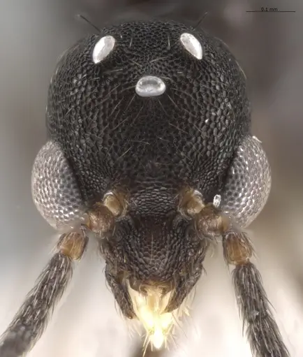 Strumigenys myllorhapha - CASENT0637214