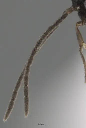 Strumigenys myllorhapha - CASENT0637214