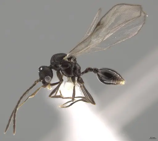 Strumigenys myllorhapha - CASENT0637214