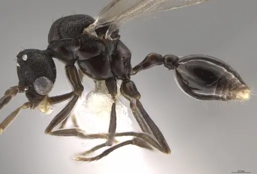 Strumigenys myllorhapha - CASENT0637214