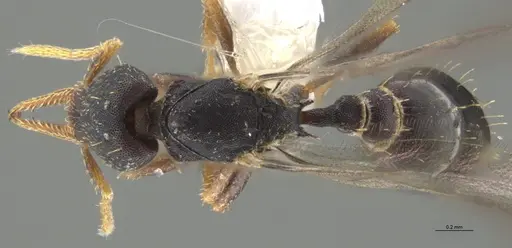 Strumigenys myllorhapha - CASENT0637215