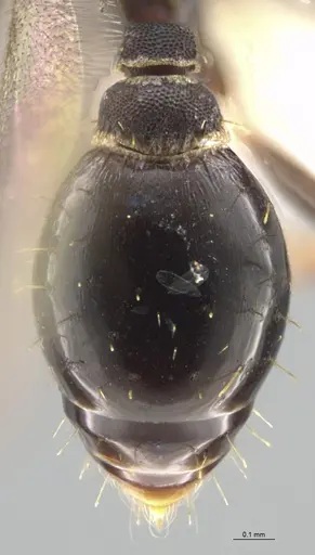 Strumigenys myllorhapha - CASENT0637215