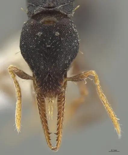 Strumigenys myllorhapha - CASENT0637215