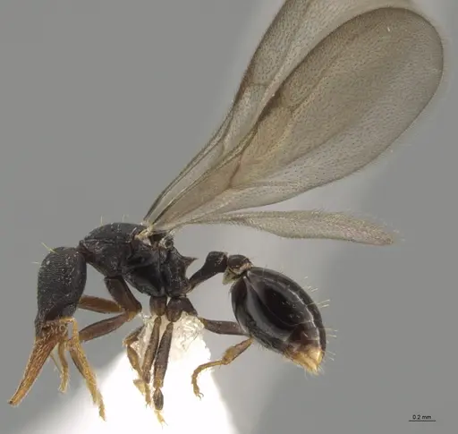 Strumigenys myllorhapha - CASENT0637215