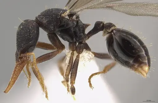 Strumigenys myllorhapha - CASENT0637215