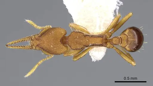 Strumigenys myllorhapha - CASENT0914603