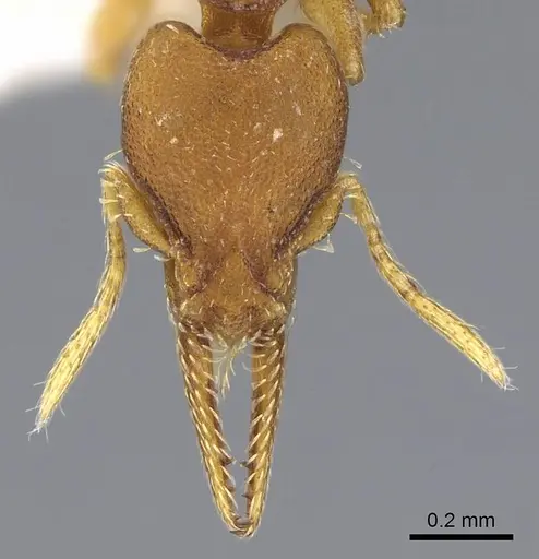 Strumigenys myllorhapha - CASENT0914603