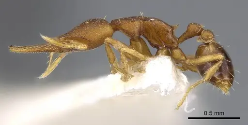 Strumigenys myllorhapha - CASENT0914603