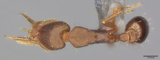 Strumigenys myllorhapha - CASENT4036119