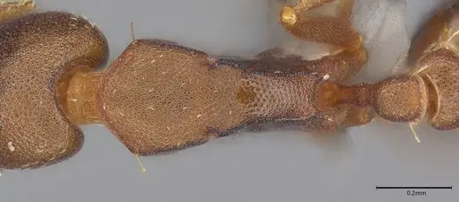 Strumigenys myllorhapha - CASENT4036119