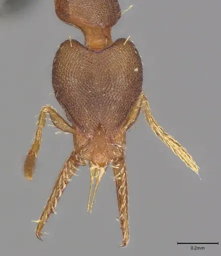 Strumigenys myllorhapha - CASENT4036119